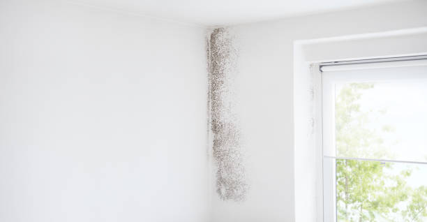 Mold Odor Removal Services in North Platte, NE